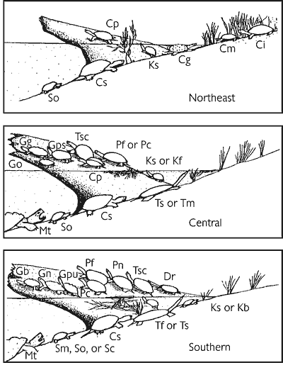Figure 3. Abundance of aquatic turtle species in three geographic regions of the United States (northeastern, central, southern). Abbreviations: Cg = Clemmys guttata, Ci = C. insculpta, Cm = C. muhlenberii, Cp = Chrysemys picta, Cs = Chelydra serpentina, Dr = Deirochelys reticularia, Gb = Graptemys barbouri, Gg = G. geographica, Gn = G. nigrinoda, Go = G. ouachitensis, Gps= G. pseudogeographica, Gpu = G. pulchra, Kb = Kinosternon baurii, Kf = K. flavescens, Ks = K. subrubrum, Mt =Macroclemys temminckii, Pc = Pseudemys concinna, Pf = P. floridana, Pn = P. nelsoni, Tsc = Trachemys scripta, Sc = Sternotherus carinatus, Sm = S. minor, So = S. odoratus, Tf = Trionyx ferox, Tm = T. mutica, Ts = T. spinifera. Note: not all Graptemys and Pseudemys spp. are found in the same habitats. Modified from Harless and Morlock (1979; page 593; In Bury, 1979), nomenclature follows Ernst et al., 1994. Modified and reprinted with permission from R. B. Bury.