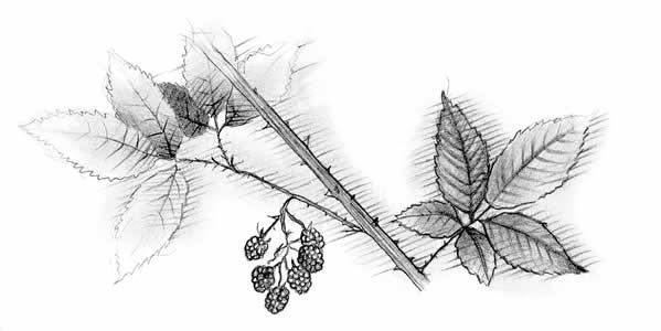 Highbush Blackberry (Rubus allegheniensis)