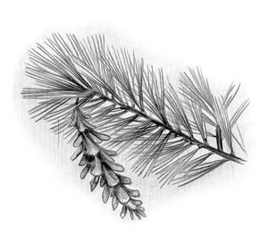 Eastern White Pine (Pinus strobus)