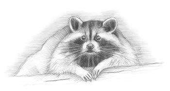 Raccoon (Procyon lotor) The raccoon often appears to wash its food, resulting in its Latin name, "lotor," meaning "a washer."