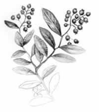 Highbush Blueberry (Vaccinium corymbosum)